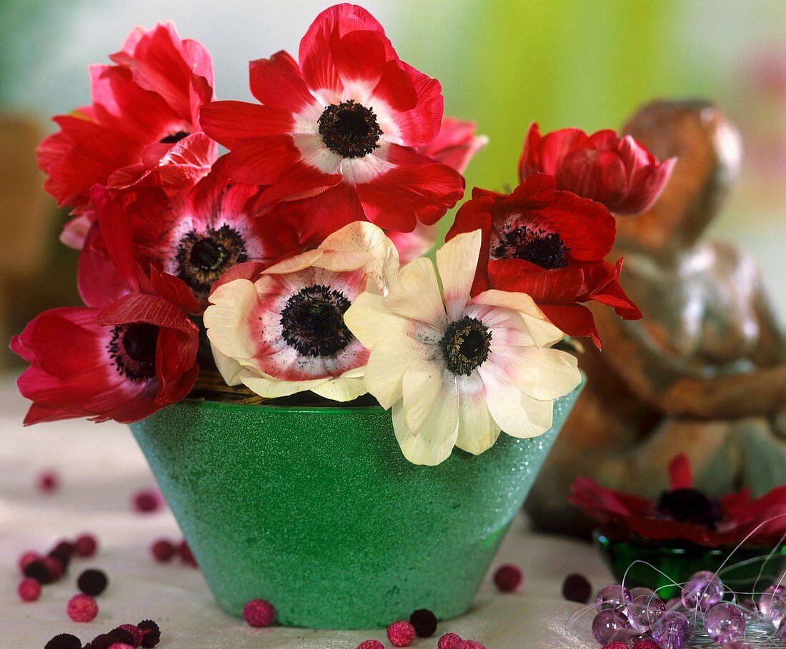 Kronenanemonen mit weissen und roten Blüten