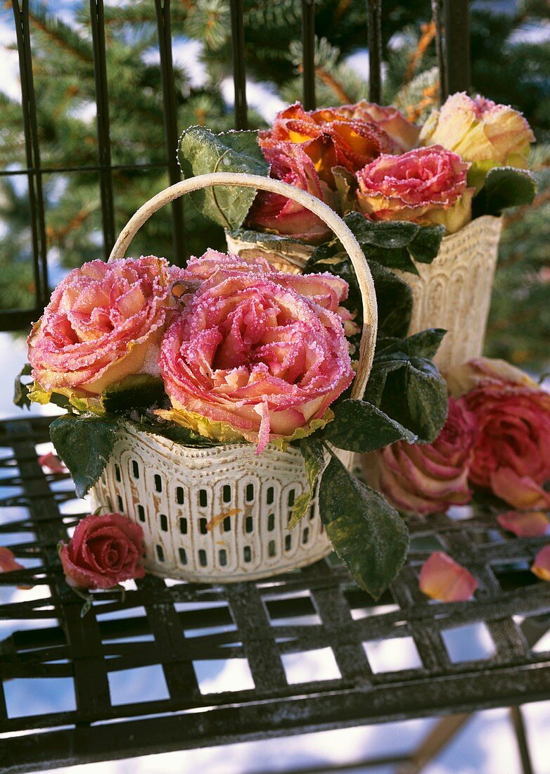 Small basket of roses with hoar frost