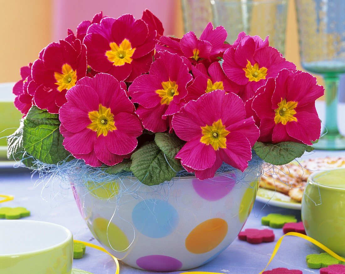 Primulas as table decoration