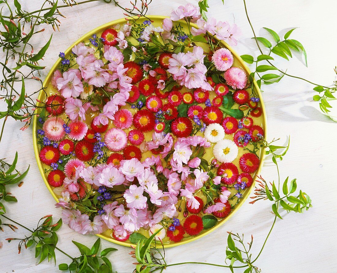 Daisies, ornamental cherry and forget-me-not