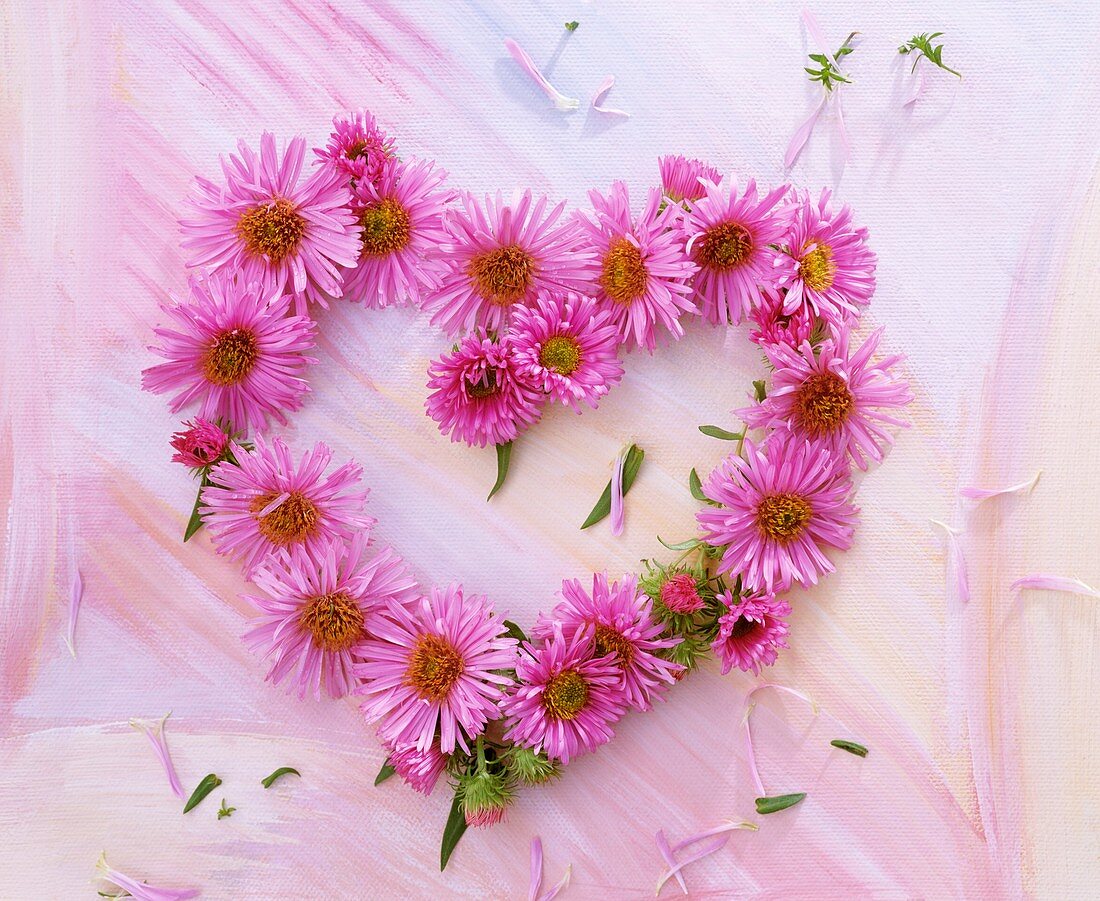 Heart of pink asters on painted background