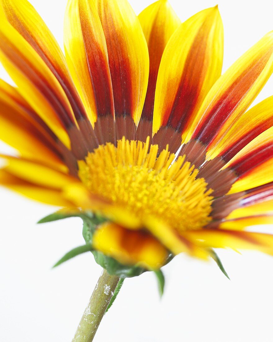 Gazania (Gazania bicolor)