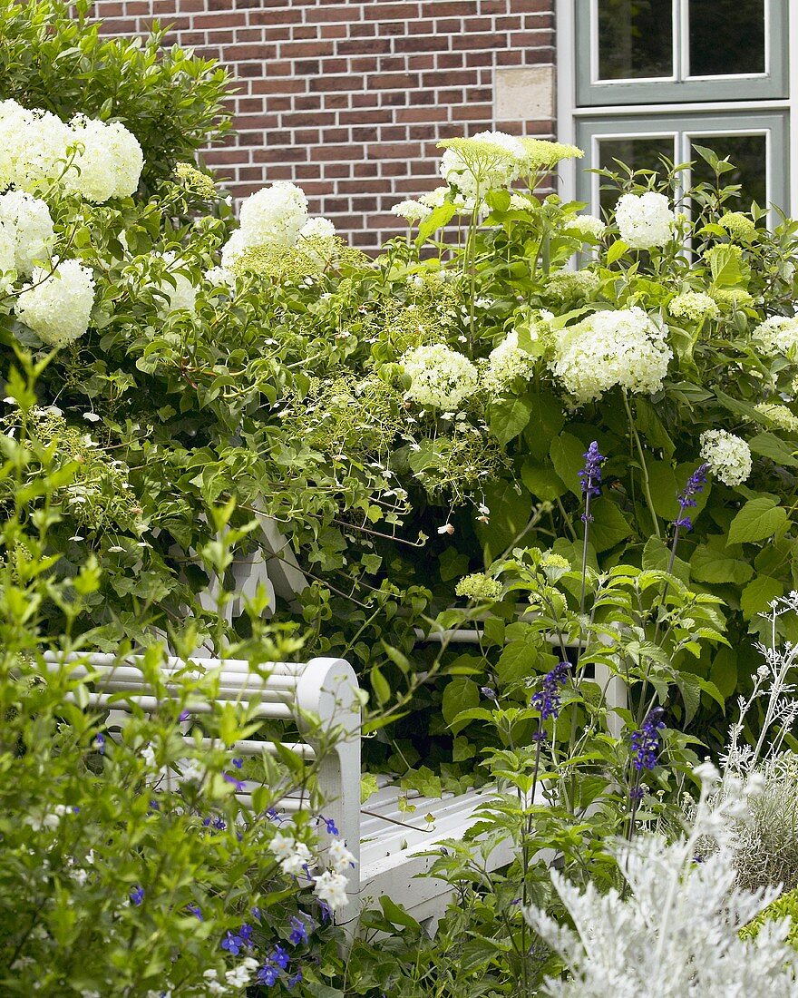 Hydrangea 'Annabelle' in garden