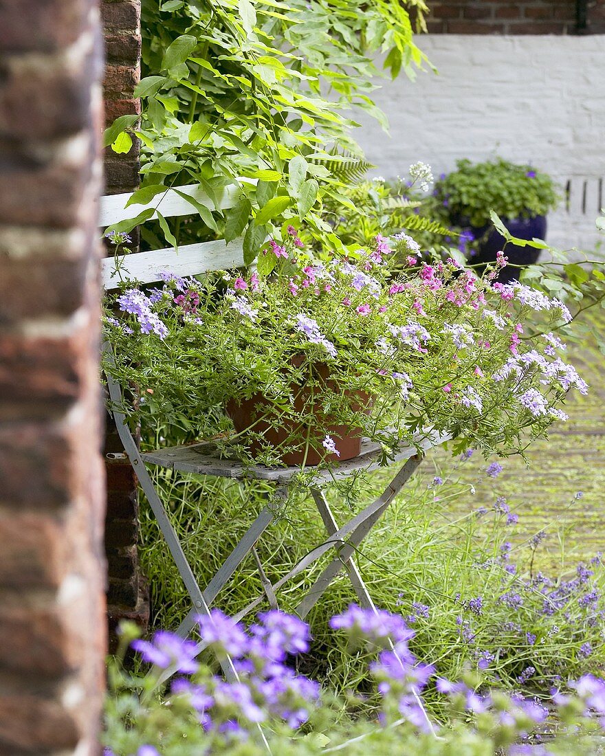 Verbena in flowerpot on garden chair