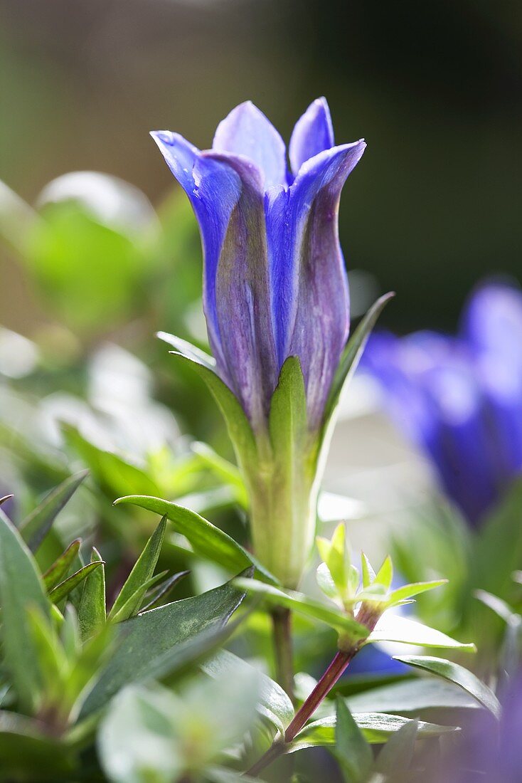 Gentian