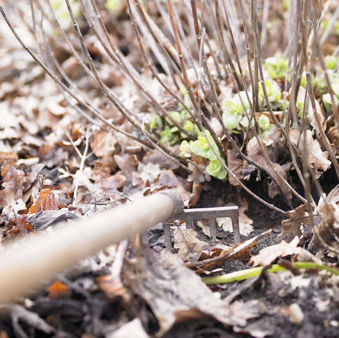 Raking up dead leaves in garden