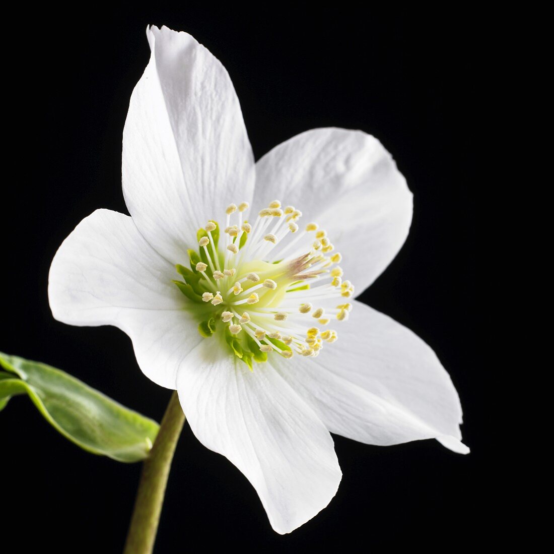 Christmas rose (Helleborus niger)