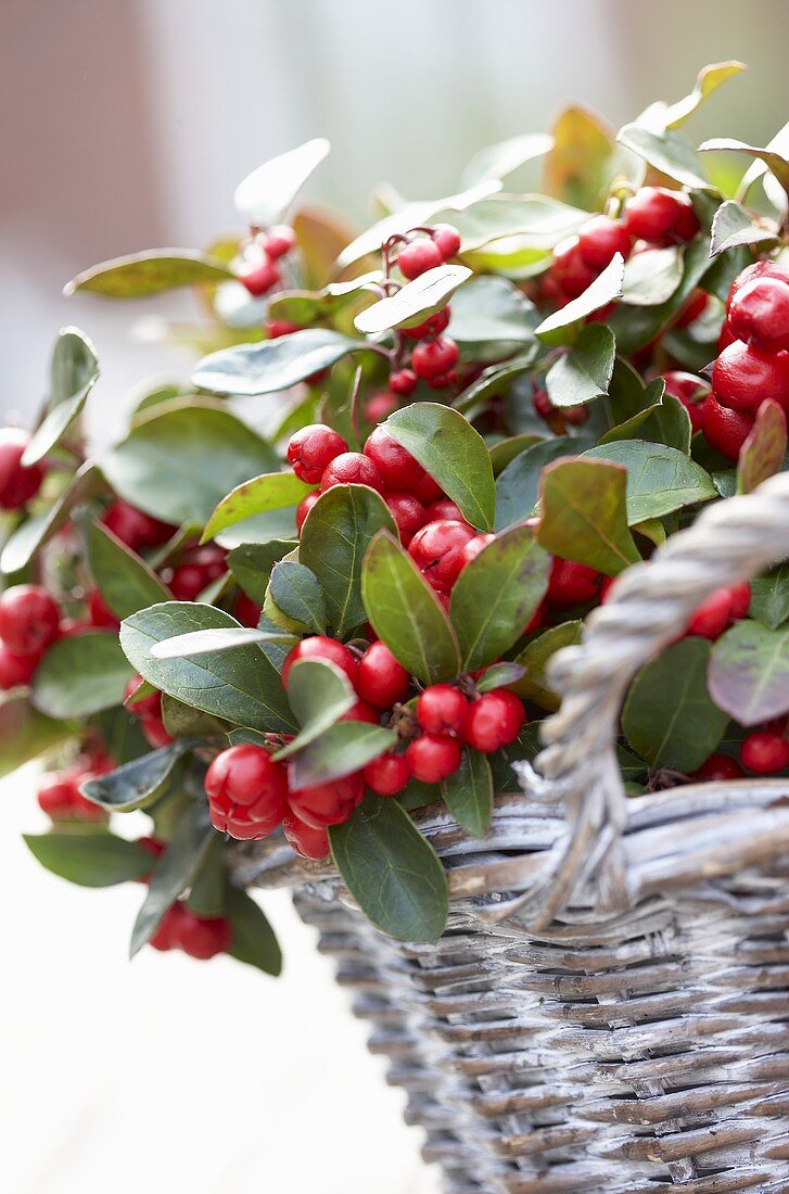 Checkerberries (Gaultheria procumbens) in basket