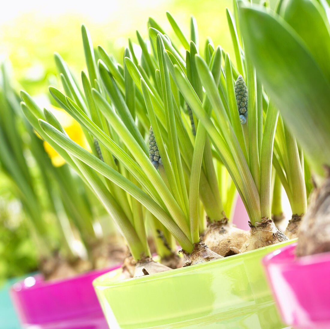 Grape hyacinths (Muscari armeniacum) in flowerpots