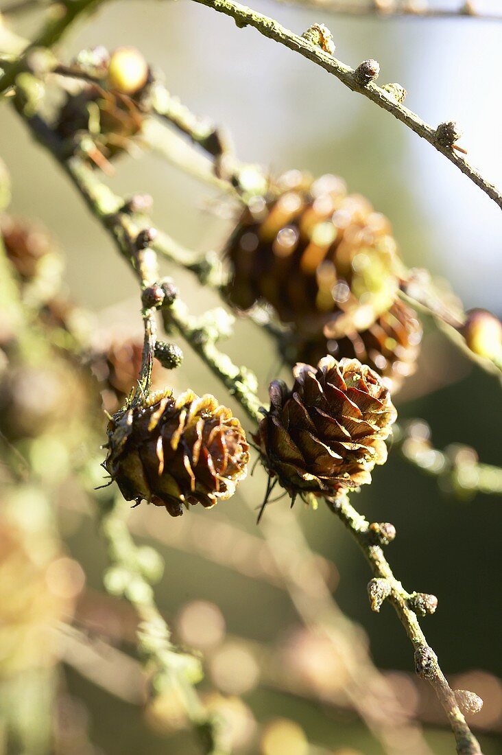 Alpine larch (Larix lyallii)