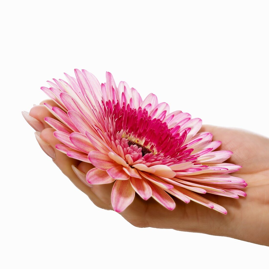 Hand hält Gerbera