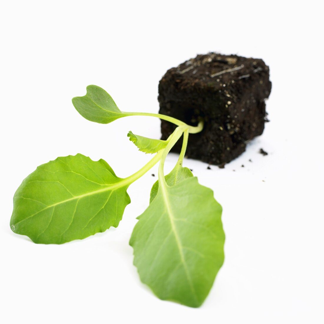 Young white cabbage plant on its side