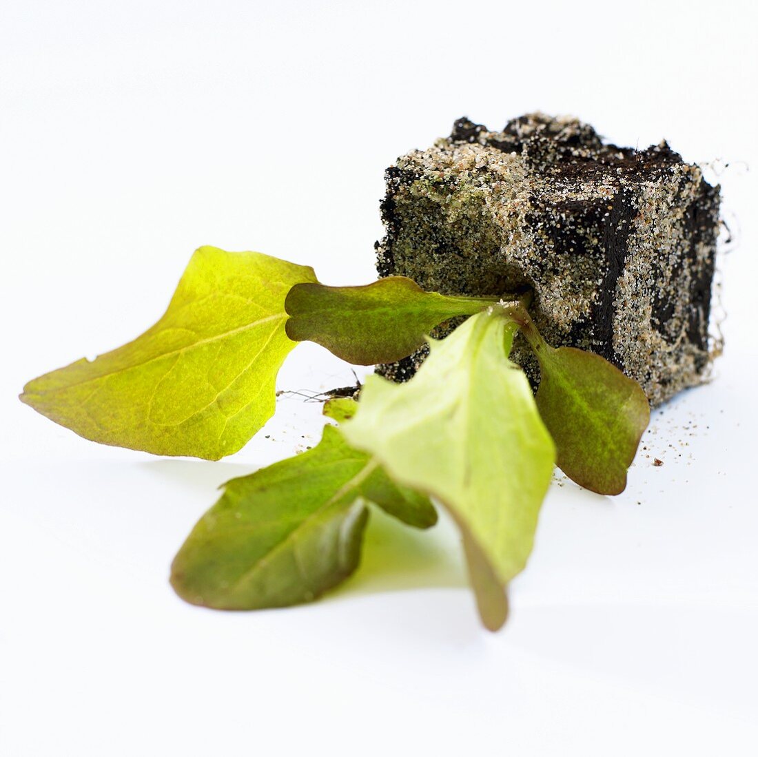 Salat-Jungpflanze (Lactuca sativa var. foliosa), umgekippt