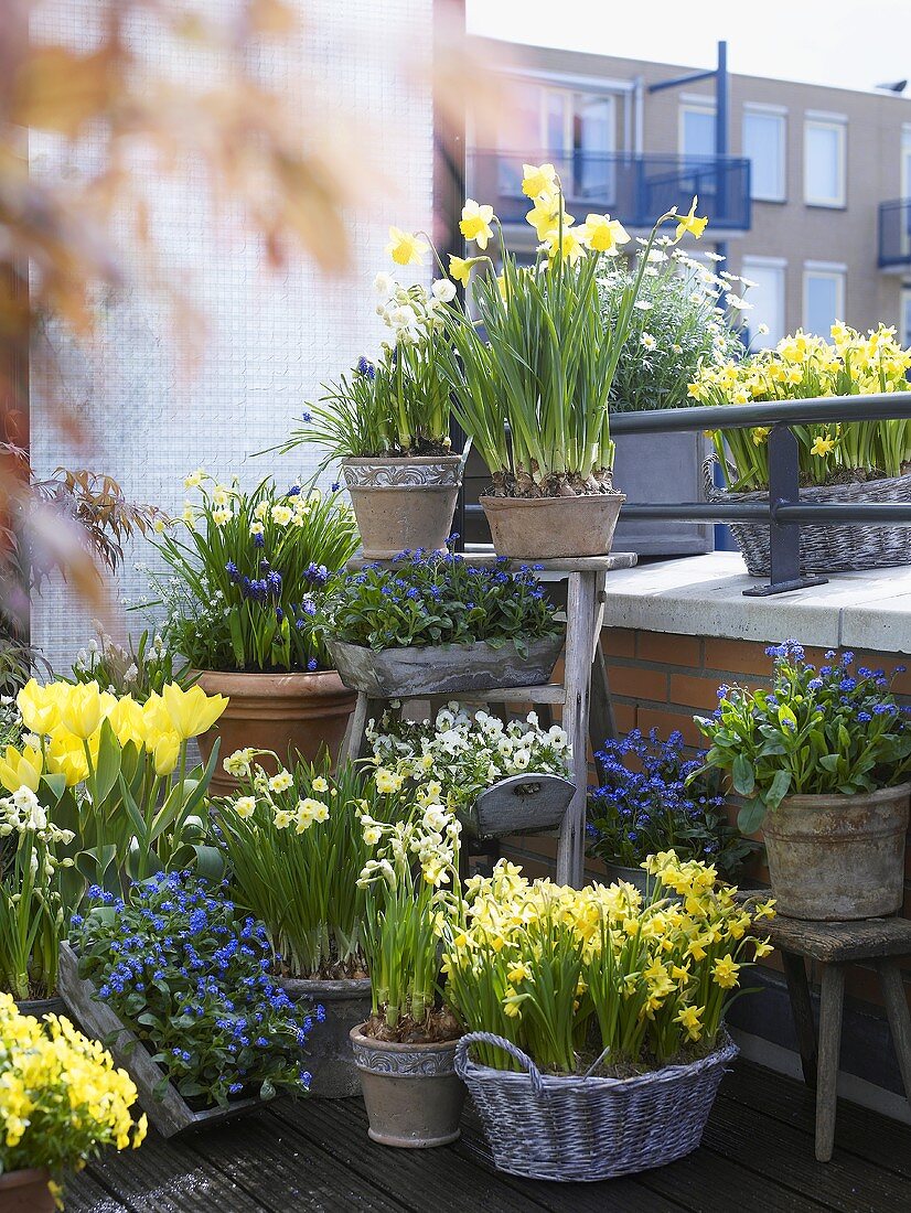 Frühlingsblumen in Töpfen auf Balkon