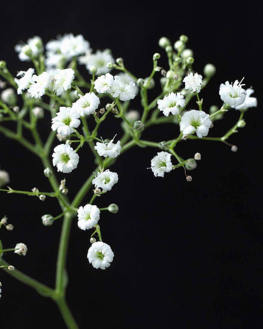 Baby's breath