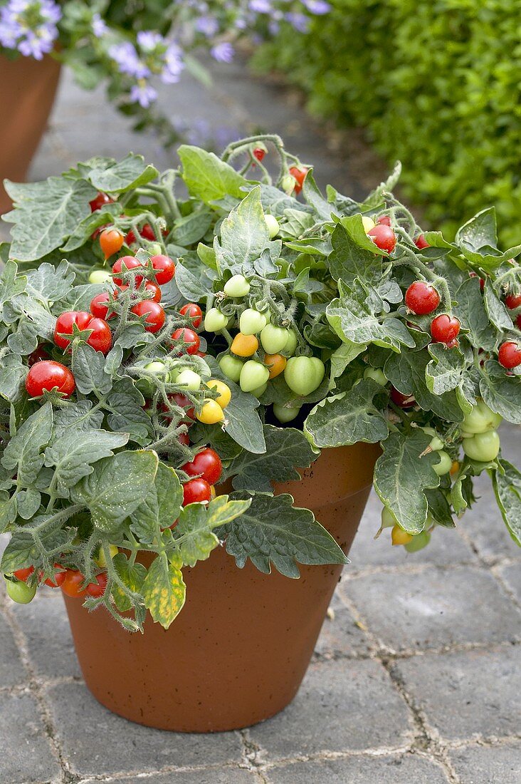 Tomato plant ('Micro Tom') in flowerpot