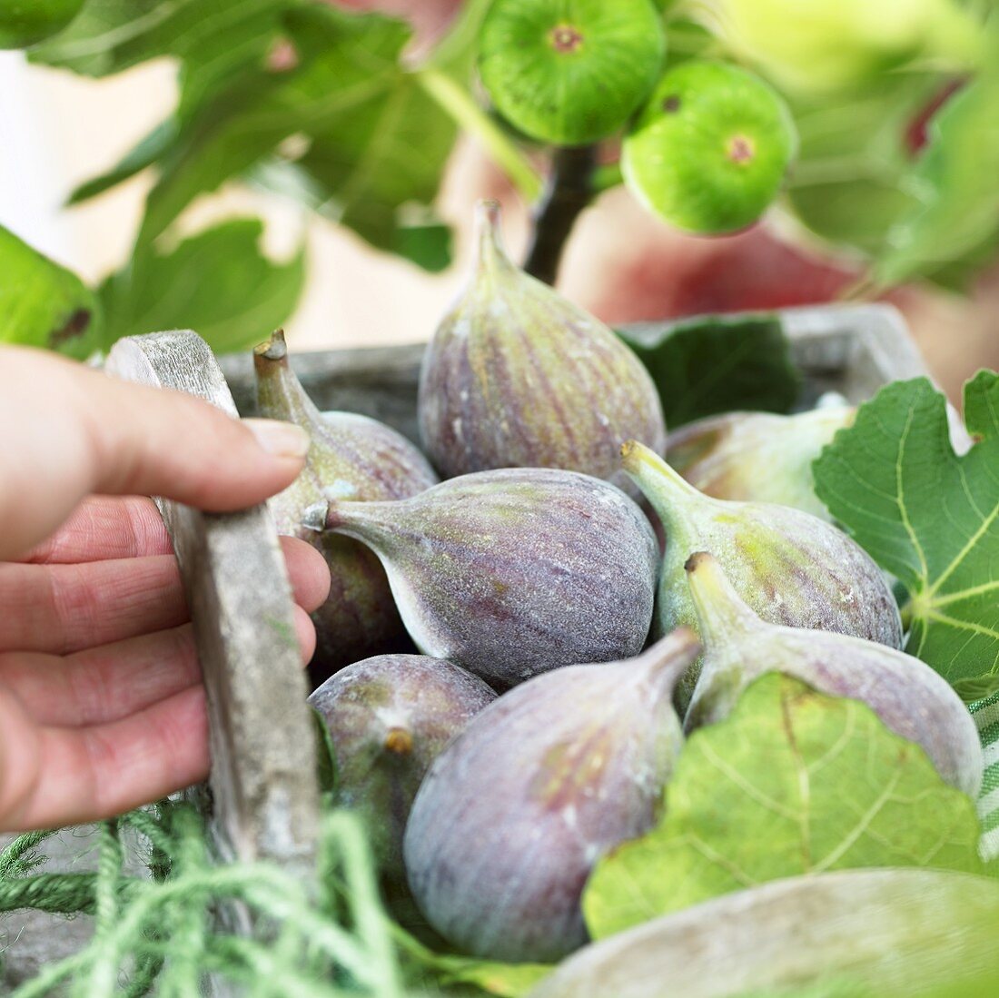 Freshly picked figs in wooden basket