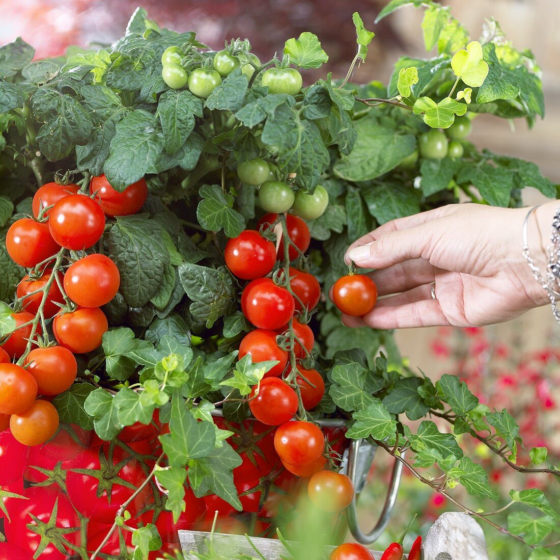 Hand picking tomato