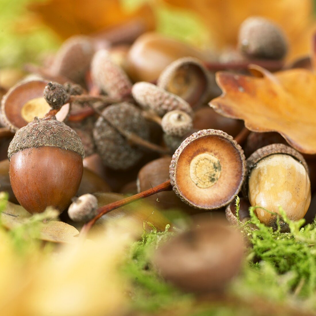 Several acorns among leaves and moss
