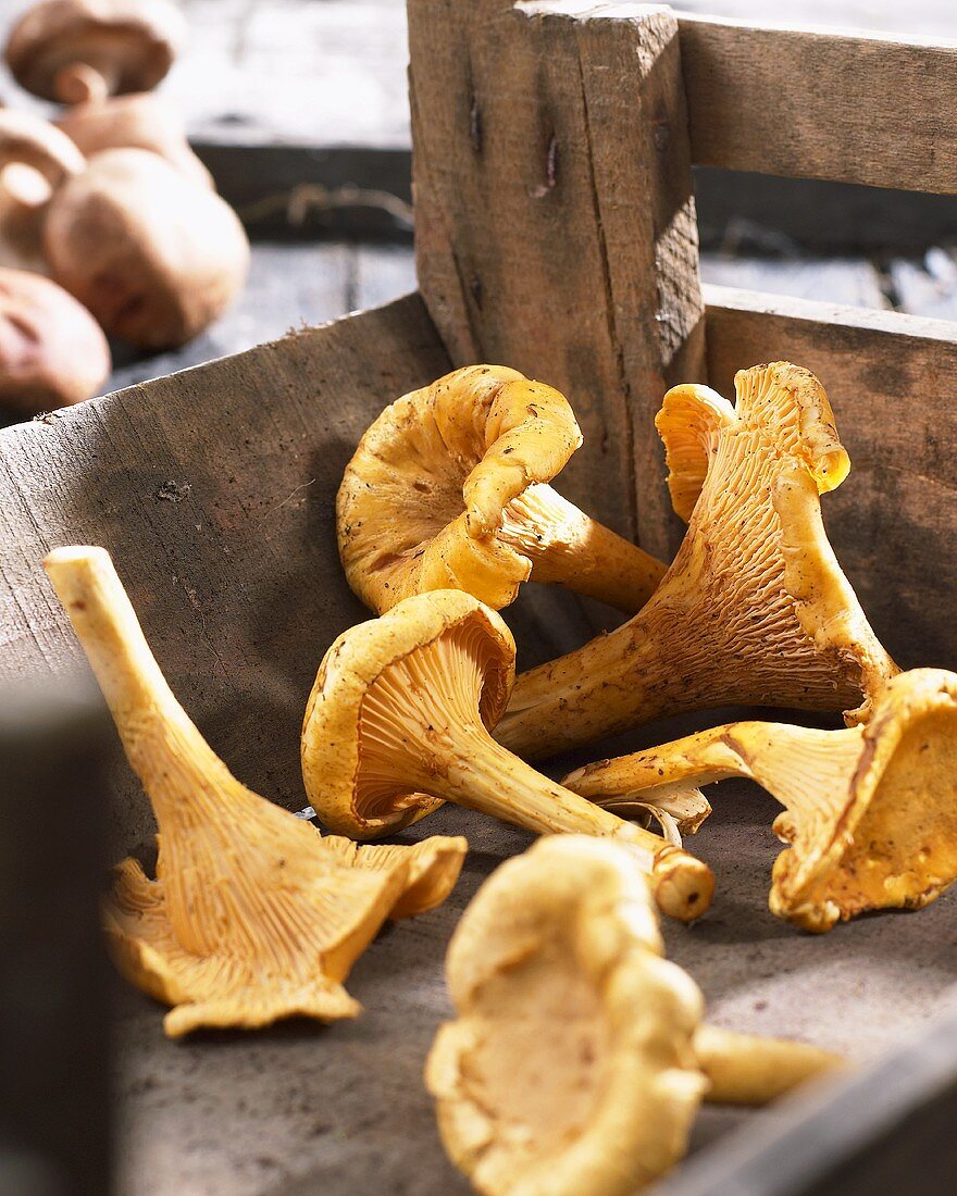 Several fresh chanterelles in crate