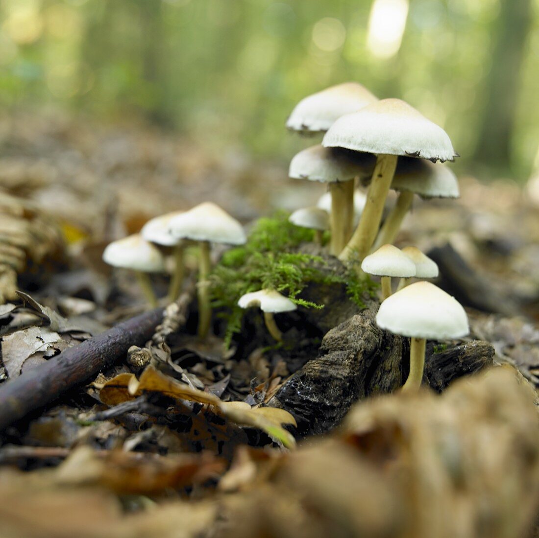 Sulphur tuft (Hypholoma fasciculare) in forest