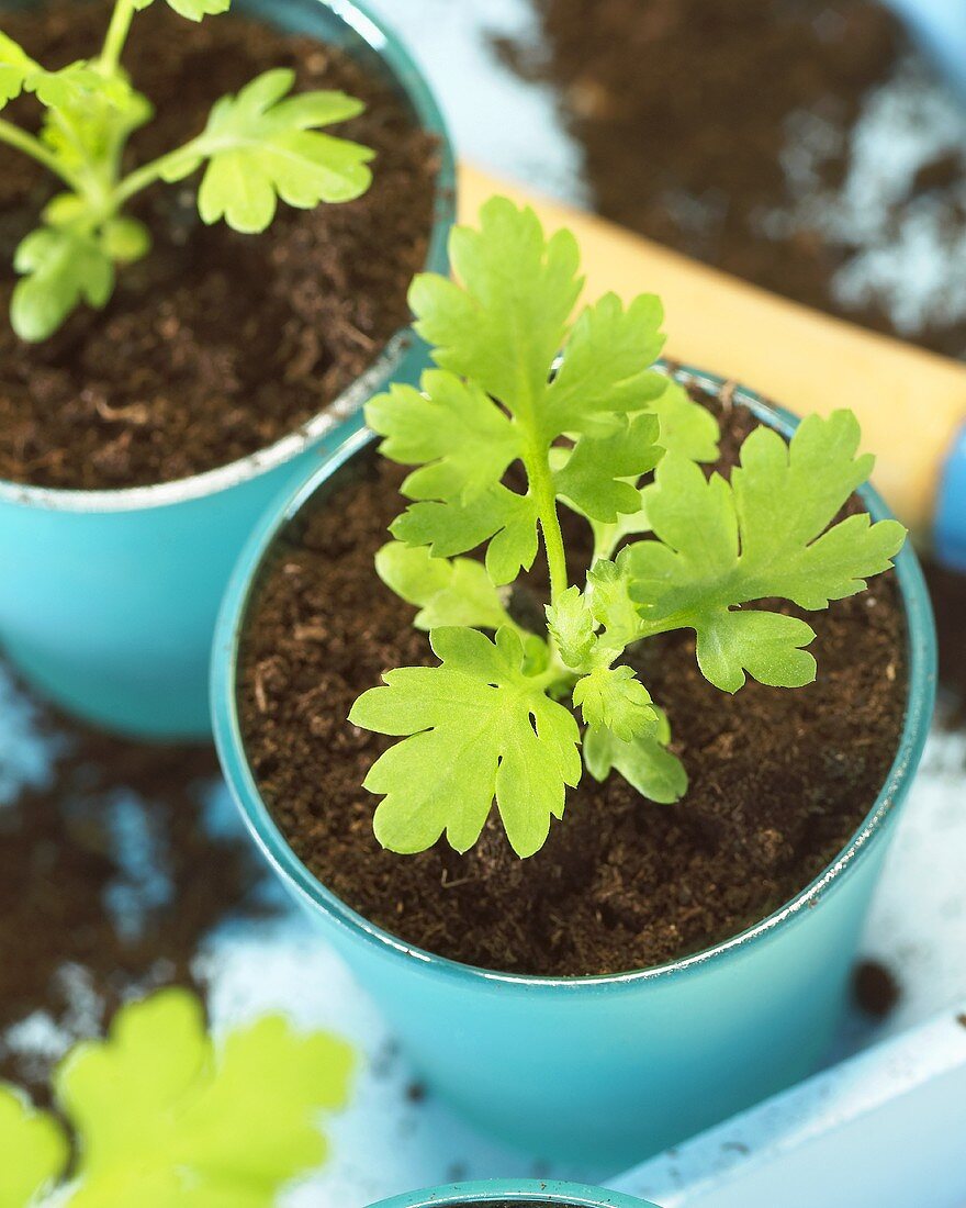 Feverfew in flowerpots