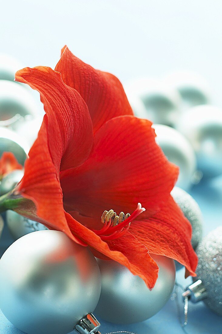 Red amaryllis flower on Christmas baubles