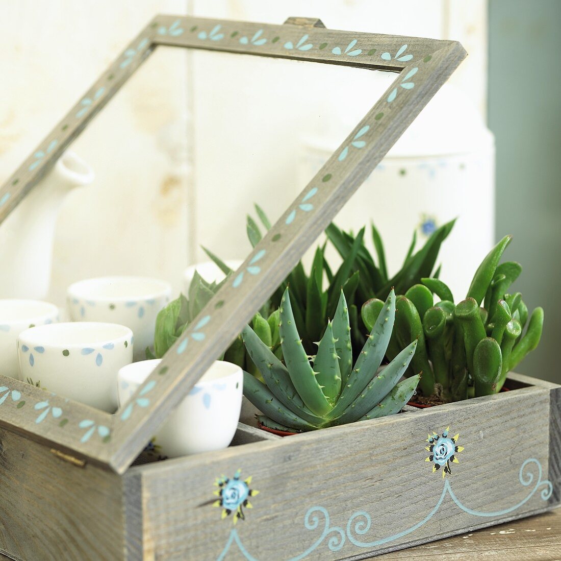 Various succulent plants in wooden case (from left: aloe and crassula)