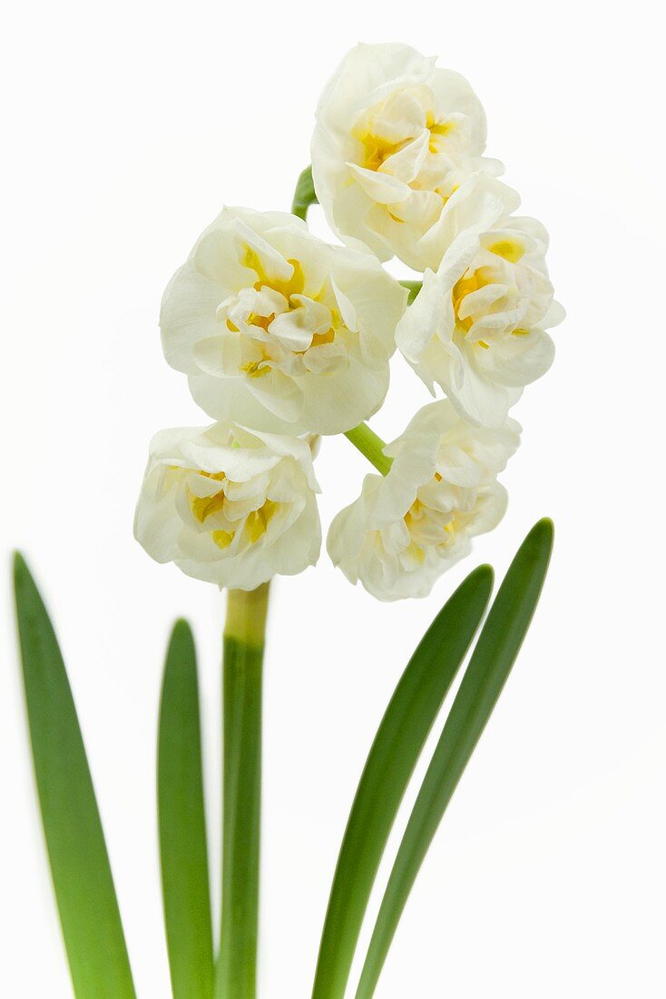 Narcissus 'Bridal Crown'