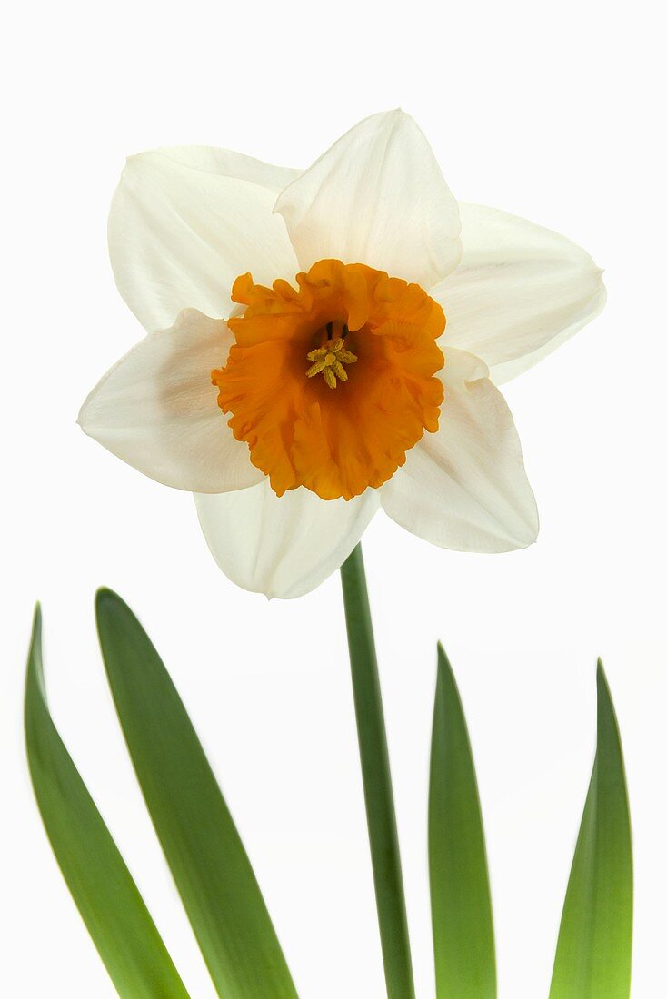 Narcissus 'Johan Strauss'