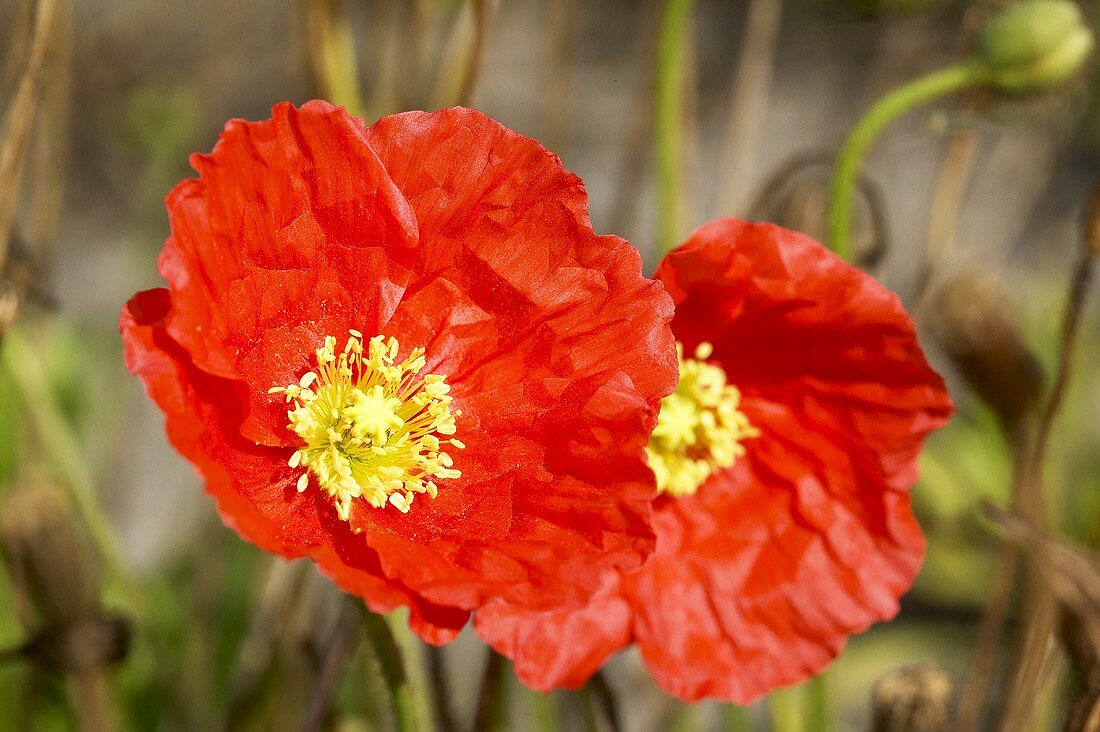 Iceland poppies (Papaver nudicaule)