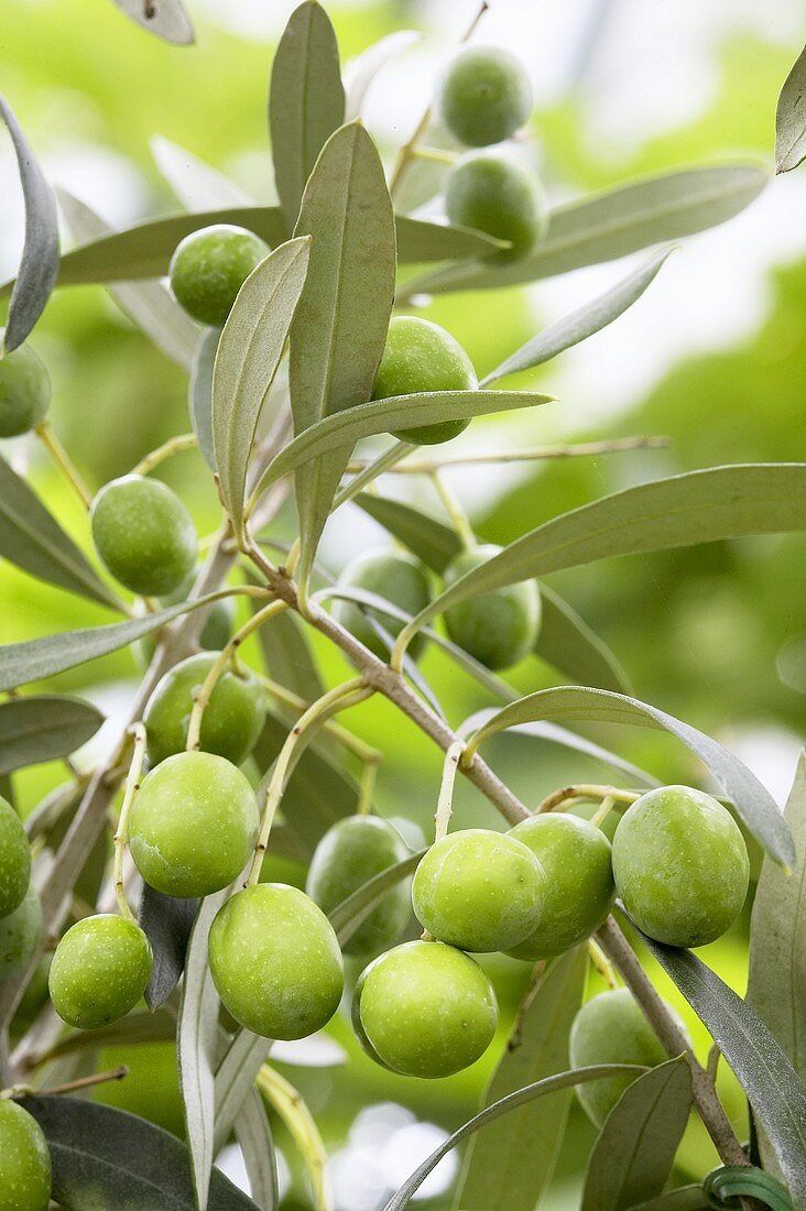 Olives (Olea europaea 'Cipressino') on branch