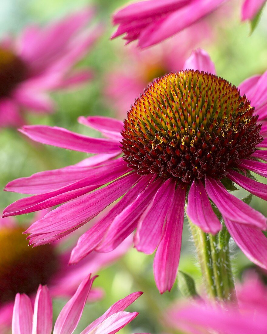 Echinacea 'Pixie' (close-up)