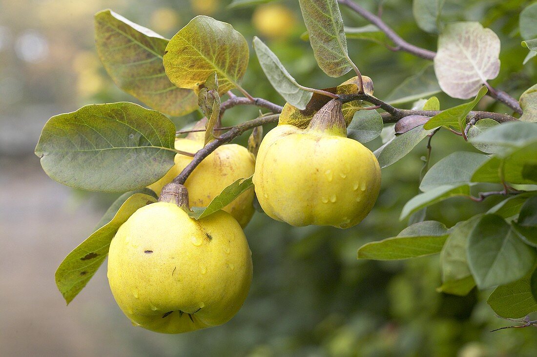 Quinces on the tree