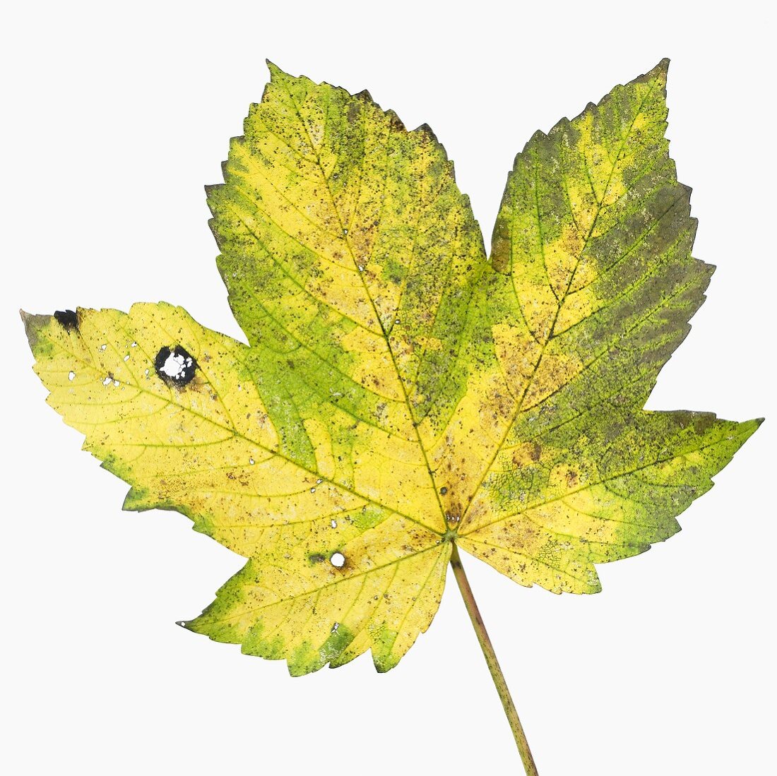 Herbstliches Blatt vom Bergahorn (Acer pseudoplatanus)
