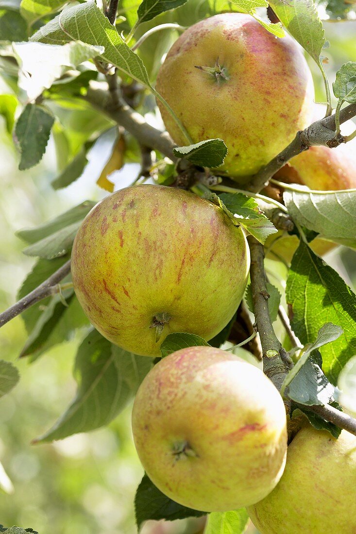Äpfel der Sorte 'Cox Orange Pippin' am Baum