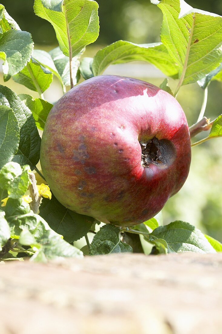 Apple (variety 'Howgate Wonder') on the tree