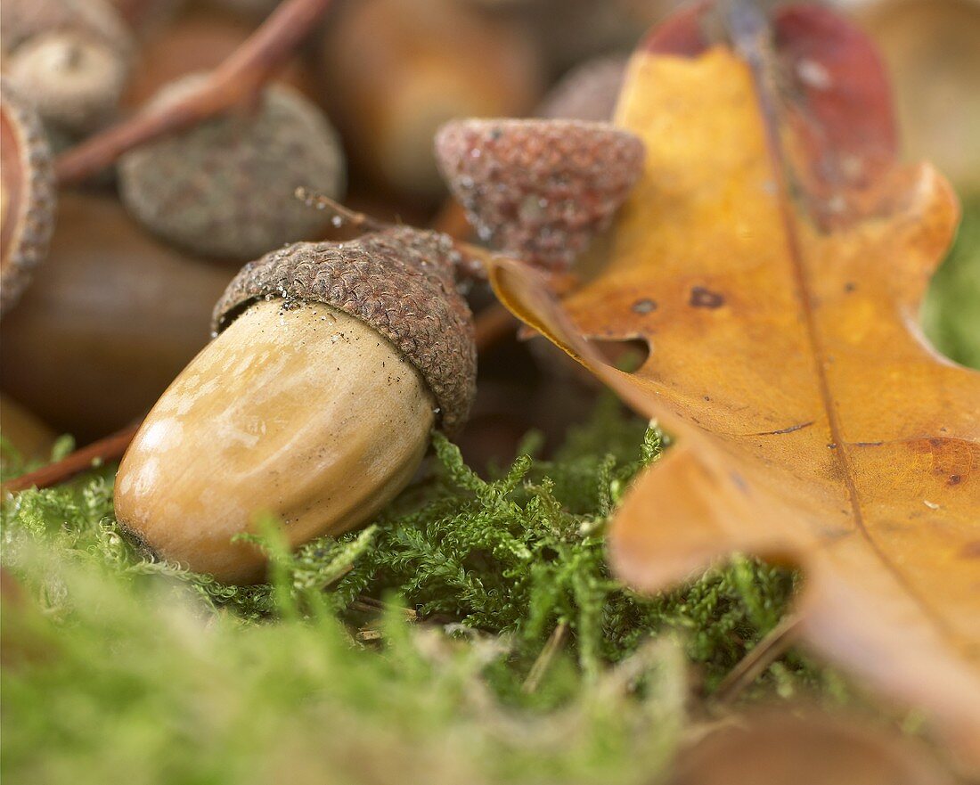 Acorns in moss (close-up)