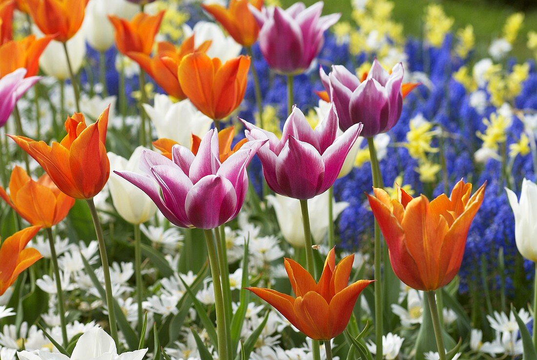 Blumenbeet mit Tulpen