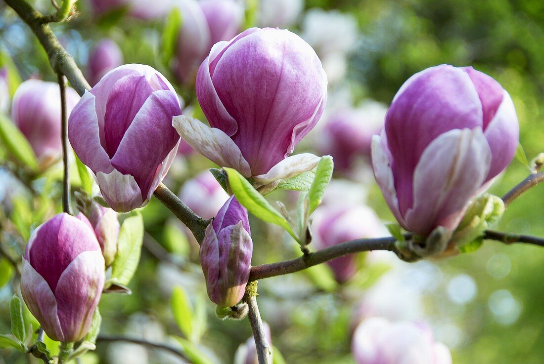 Magnolienblüten am Baum