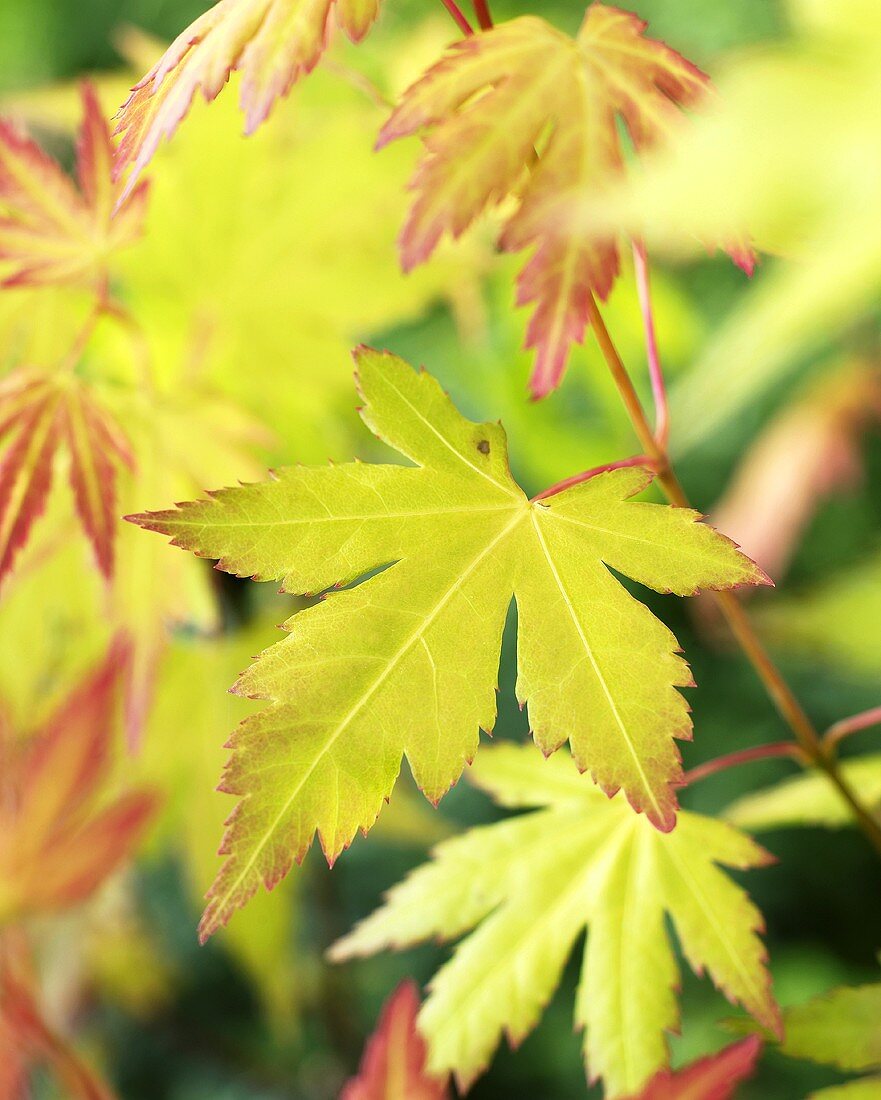 Japanese maple (Acer palmatum 'Orange Dream')