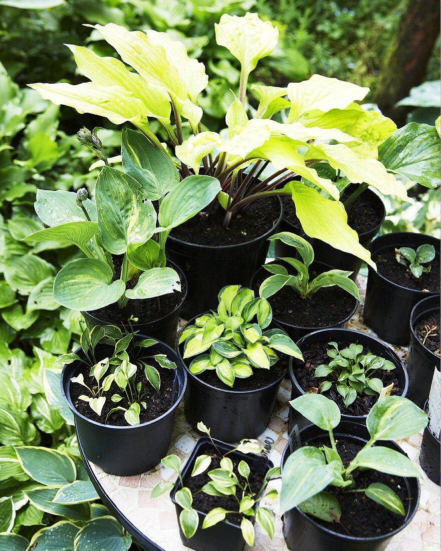 Verschiedene Hosta in Plastiktöpfen im Garten