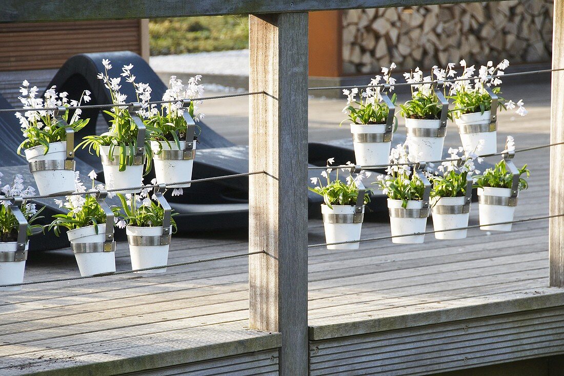 Tubergen squill (Scilla mischtschenkoana) in hanging pots on veranda