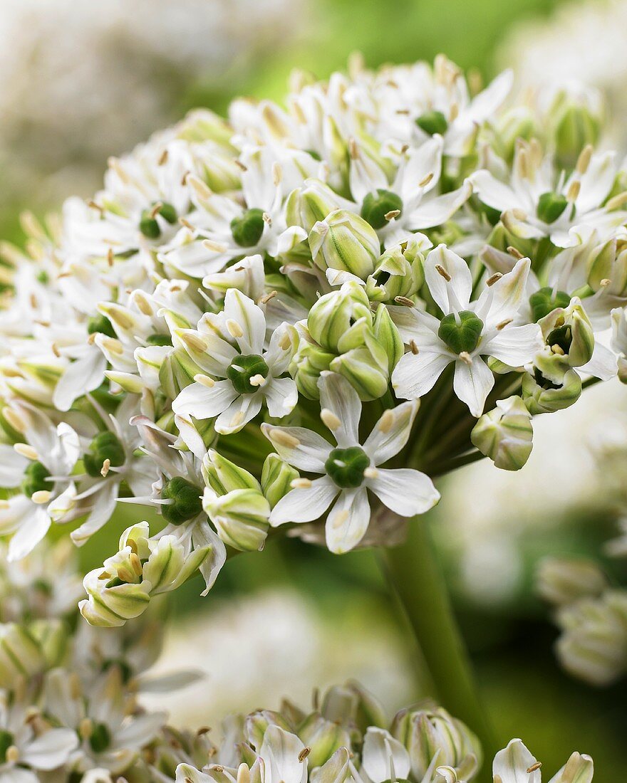 Blühender Zierlauch (Allium nigrum multibulbosum)