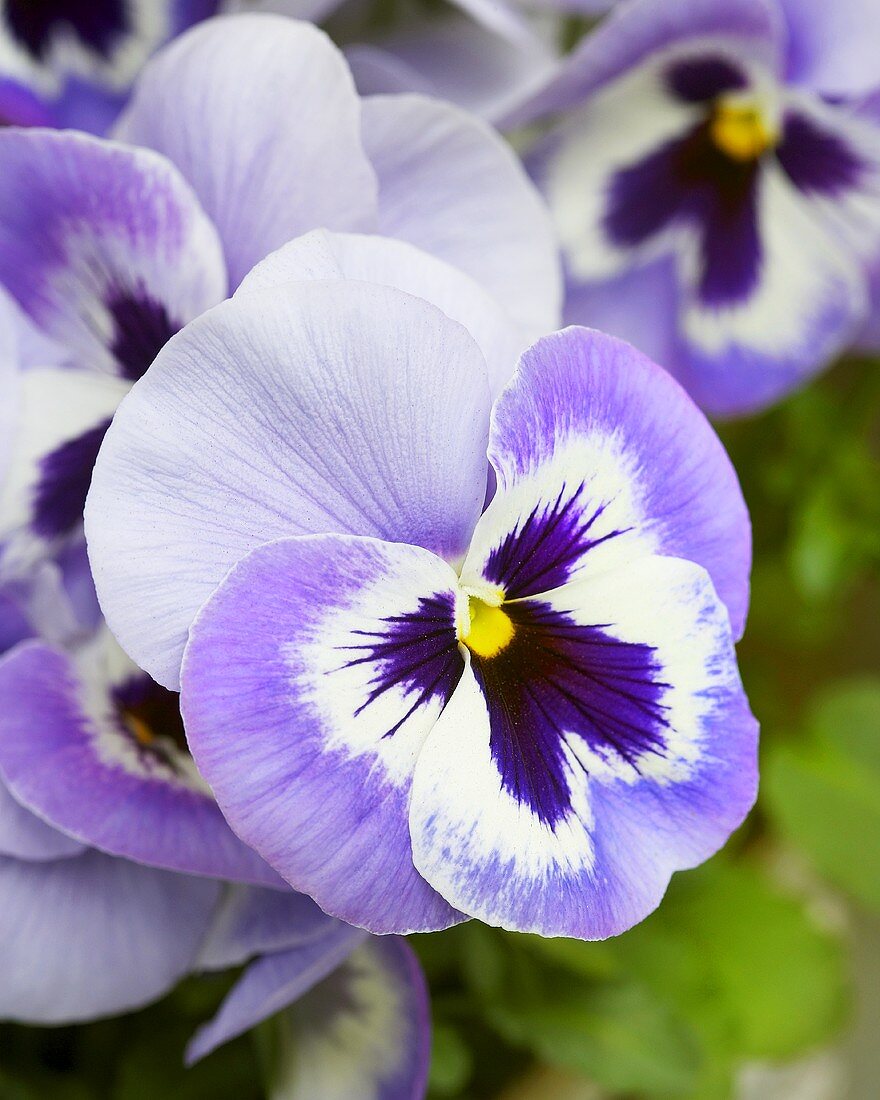 Pansy 'Mystique Marine'