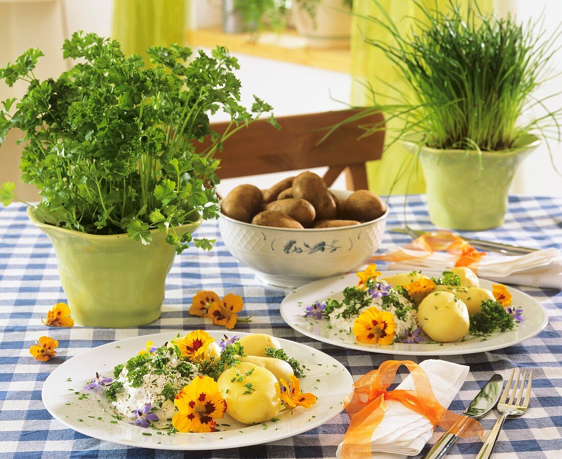 Boiled potatoes with herb quark & edible flowers, herbs in pots