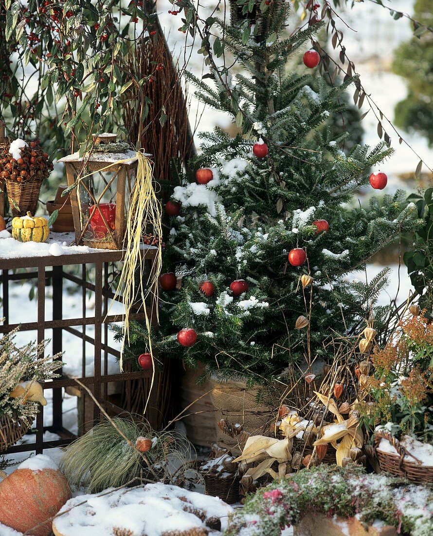 Weihnachtliche Fichte auf der Terrasse mit Äpfeln