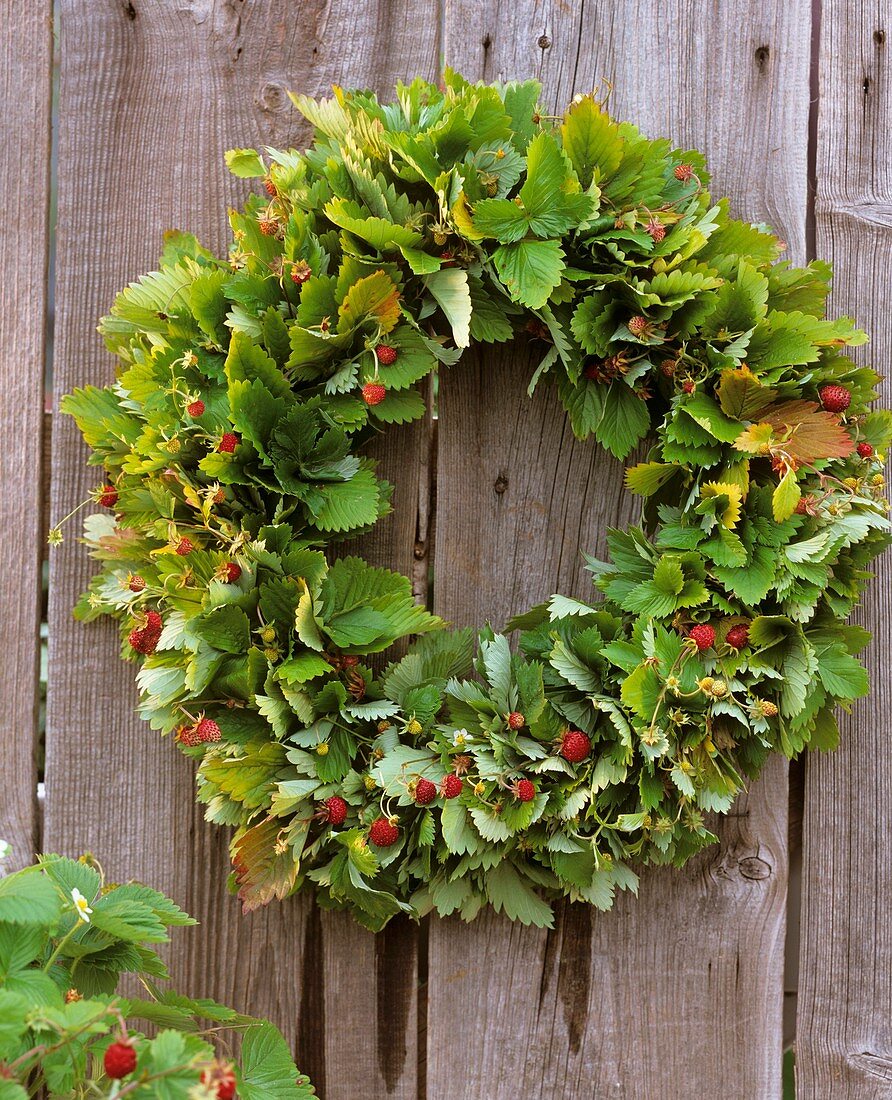 Wreath of wild strawberries