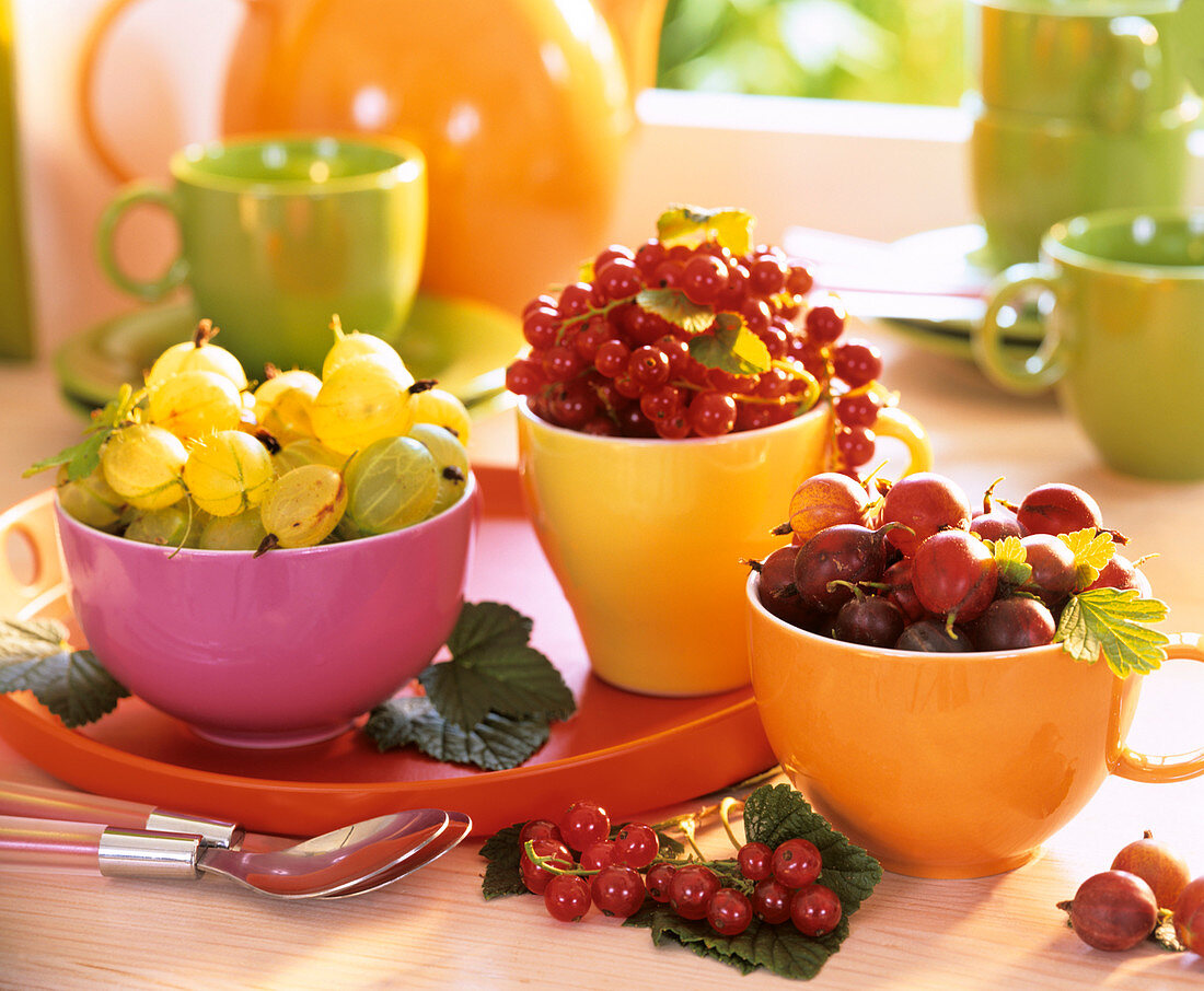 Three cups of gooseberries and redcurrants