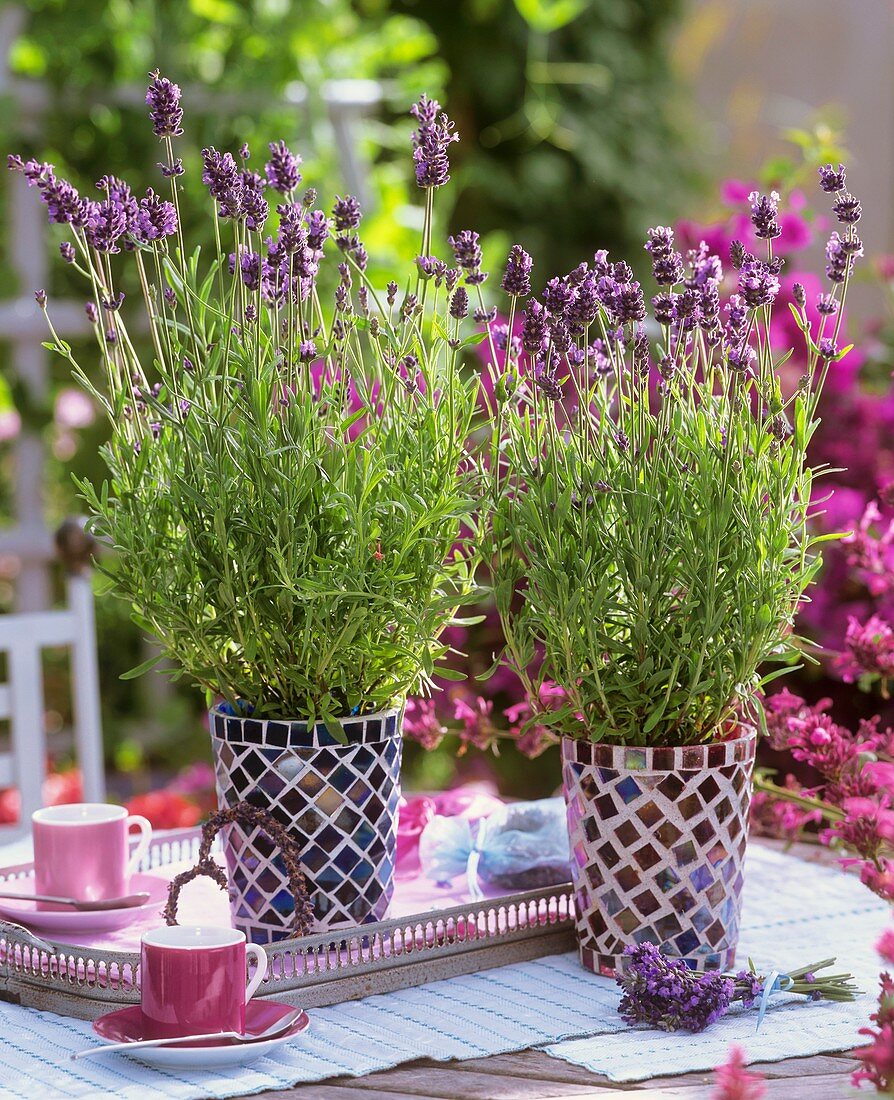 Zwei Mosaiktöpfe mit Lavendel